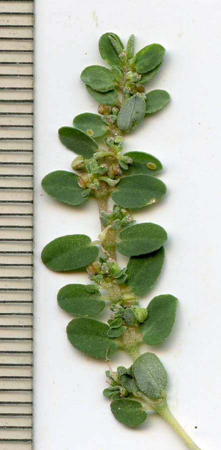  Euphorbia prostrata